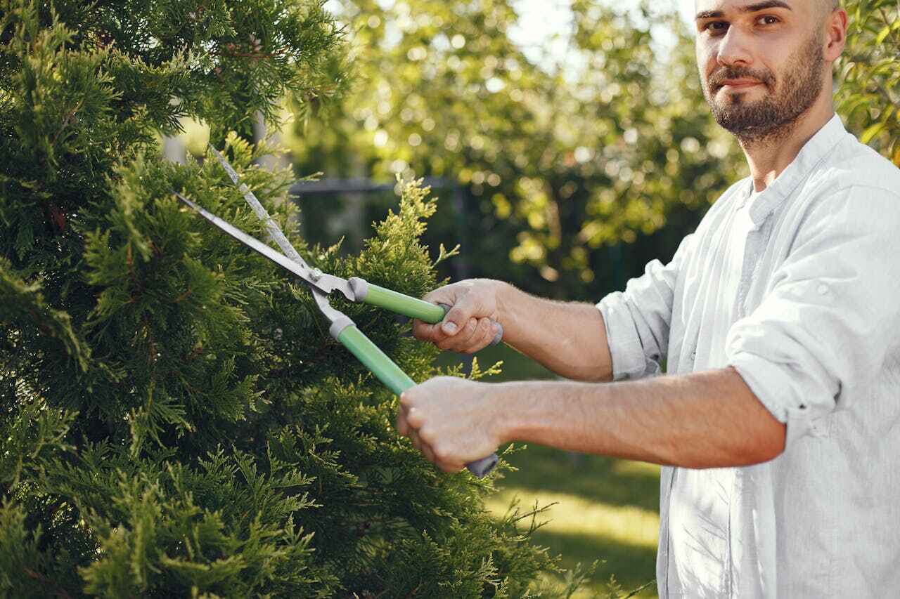 Best Tree Pruning Services  in Mount Penn, PA